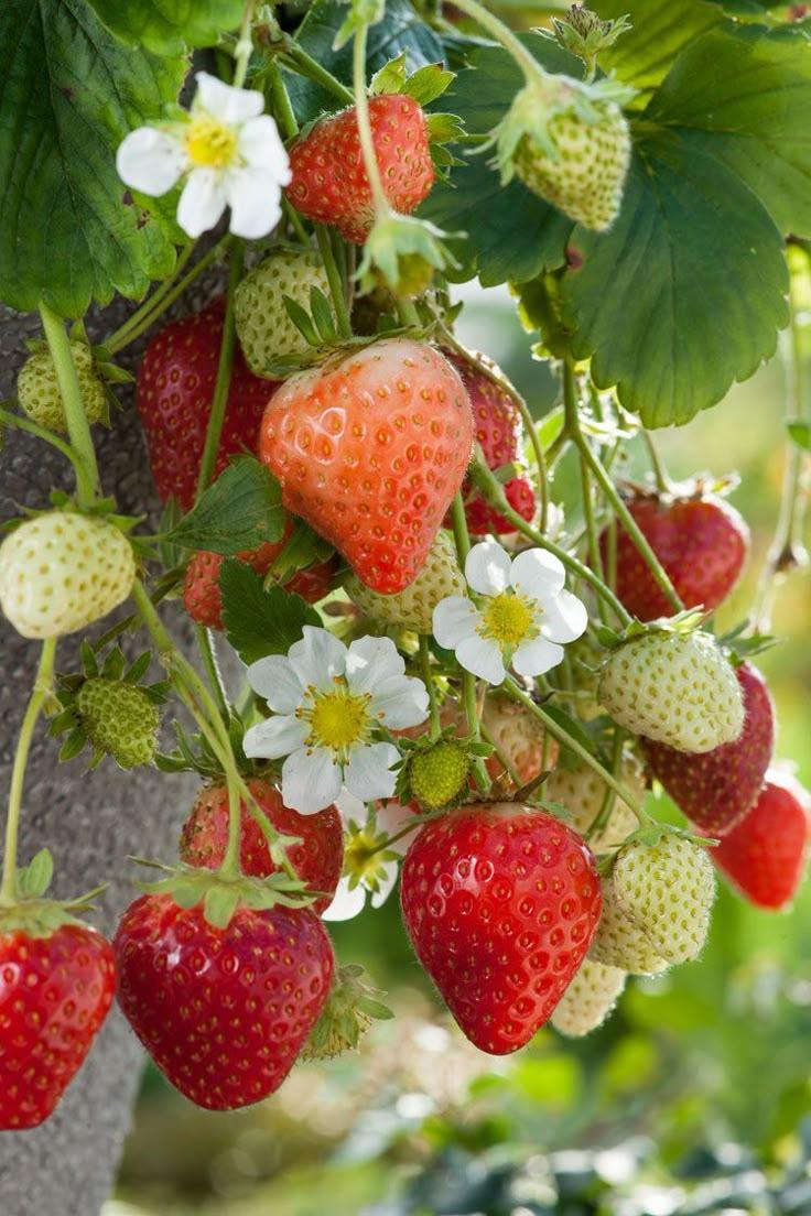Garden Symphony: Berry Selection Serenade